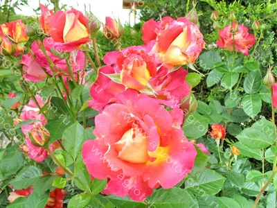Уникальное фото розы декор арлекин: скачать картинку в высоком качестве jpg