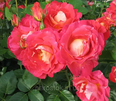 Фотография розы декор арлекин: красивая картинка для скачивания в png