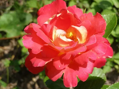 Роза декор арлекин: изображение в формате webp, идеально для онлайн-публикаций