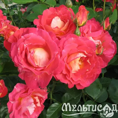 Роза декор арлекин: красивая картинка, доступная для скачивания в png