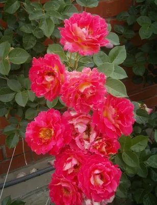 Роза декор арлекин: фотография высокого разрешения доступна для загрузки в jpg