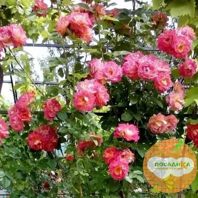 Картинка розы декор арлекин: качественное изображение в png формате