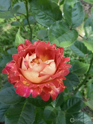 Роза декор арлекин: изображение в формате webp с поддержкой альфа-канала