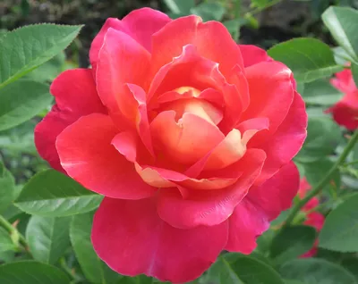 Изумительное фото розы декор арлекин: скачать красивую картинку в jpg