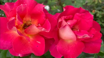 Роза декор арлекин: качественная фотография доступна для скачивания в png