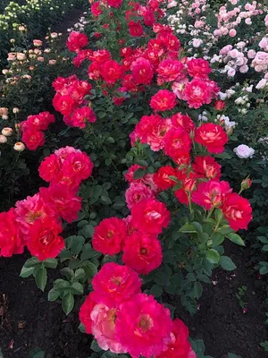 Красивое фото розы декор арлекин: скачать картинку в png