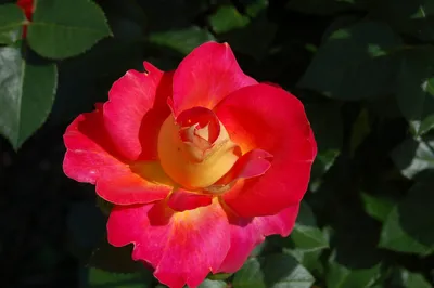 Фотография розы декор арлекин: изображение в webp формате для оптимизации размера