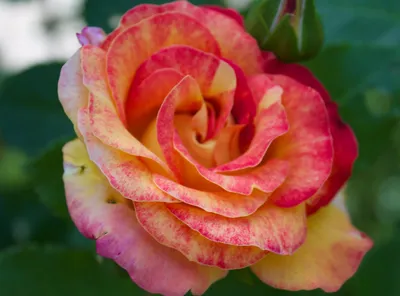 Роза декор арлекин: большое фото в jpg, доступное для скачивания