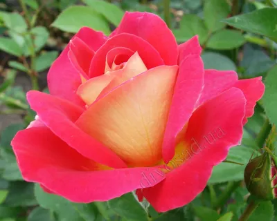 Уникальное фото розы декор арлекин: скачать в jpg формате