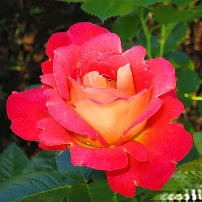 Роза декор арлекин: изображение в webp формате, идеально для веба