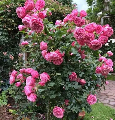 Изображение розы делии для скачивания в формате jpg