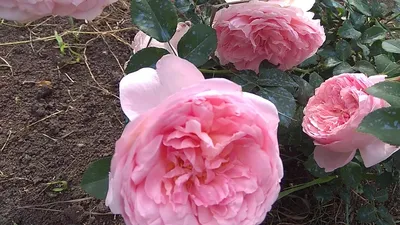 Фотография розы делии, доступная для загрузки