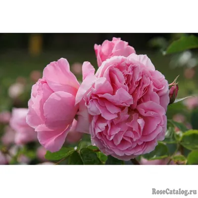 Картинка розы делии в гармоничной композиции