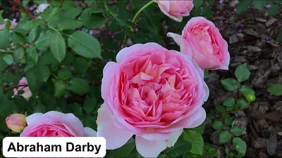 Уникальное фото розы делии в живописных тонах