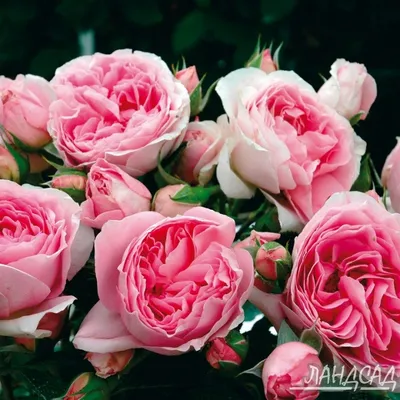 Фото розы делии - насладитесь ее красотой
