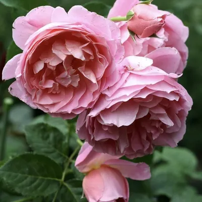 Изображение розы делии в естественной композиции