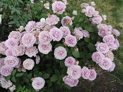 Фотография розы делии в привлекательной цветовой гамме