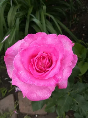 Фото розы делии с контрастными цветами