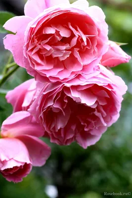 Фотография розы делии в webp формате