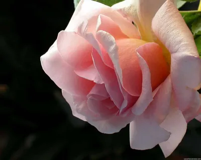 Картинка розы делии с акцентом на текстуре