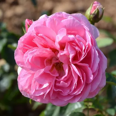 Фотка розы делии - сохраните ее на своем устройстве