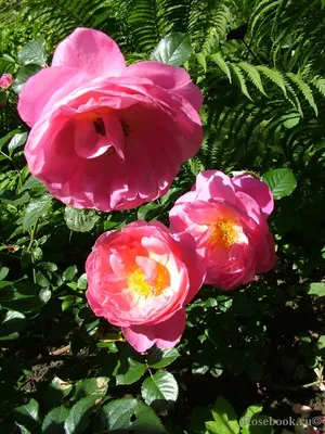 Изображение красивой розы делии для любителей цветов