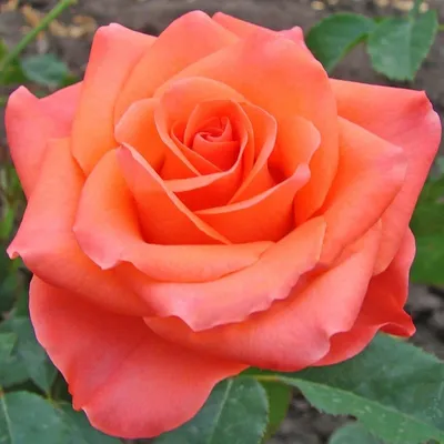Фото розы Деметра в формате jpg для скачивания