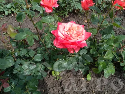 Изображение розы Деметра в формате png для сохранения