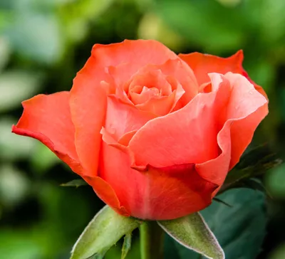 Фотка розы Деметра: выберите свой идеальный формат