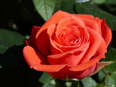 Роза Деметра: высококачественное изображение для скачивания