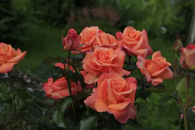 Изображение розы Деметра: красота, замороженная во времени