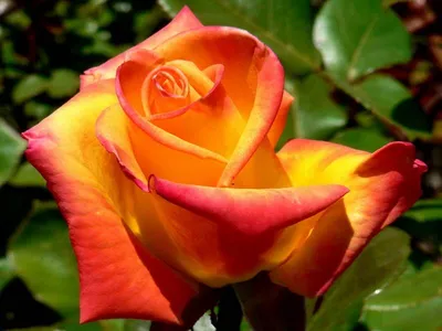 Роза Деметра: фотография, украшенная солнечными лучами