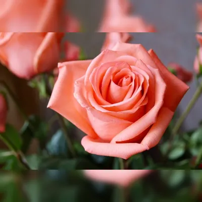 Искусная картинка розы Деметра: выберите формат
