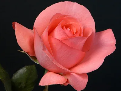 Прекрасная роза Деметра на фото: позвольте себе насладиться