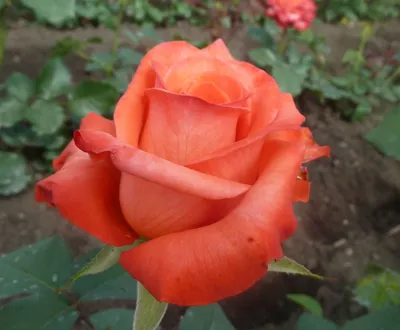 Роза Деметра: сохраните ее прекрасство на снимке