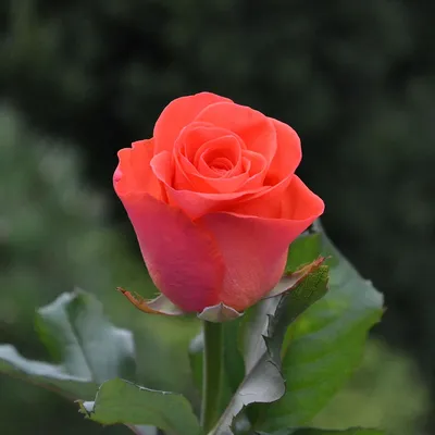 Чудесная картинка розы Деметра: загрузите ее сейчас