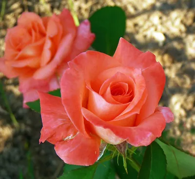 Красивая фотография розы Деметра доступна для скачивания в webp