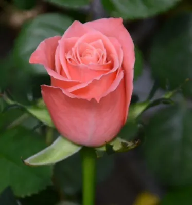 Фото розы Деметра: изумительные оттенки на каждой фотографии