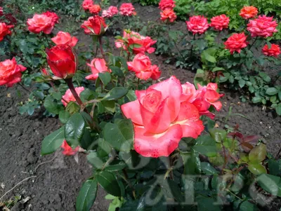 Великолепное фото розы Деметра: выберите формат и размер