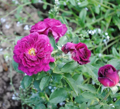 Восхитительная картинка розы Деметра: бесподобная красота