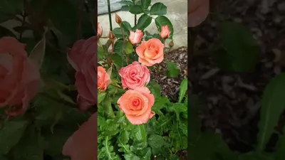 Фото розы Деметра в разных форматах: выберите наиболее подходящий