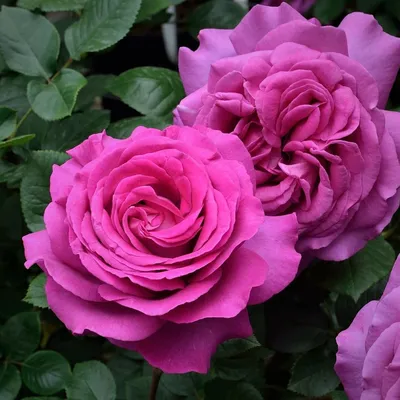 Уникальное фото розы Деметра: выберите соответствующую настроению картину