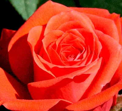 Уникальное изображение розы Деметра в высоком разрешении