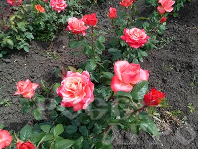 Изумительная роза Деметра: фото в формате jpg, png, webp