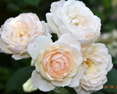Роза Дездемона: ошеломительная красота на вашем экране