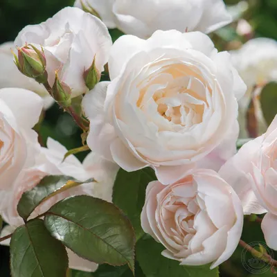 Безупречная роза Дездемона: выберите свой идеальный размер