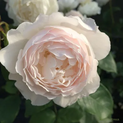 Истинная картина розы Дездемона: выберите свой персональный размер