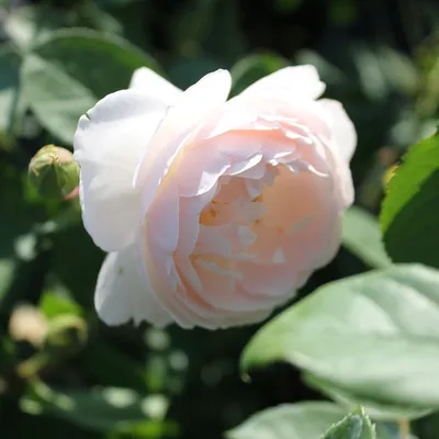 Роза Дездемона: захватывающее фото, которое вызывает восхищение