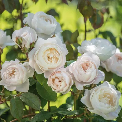 Фото розы Дездемона в формате jpg: сохраните ее красоту на века