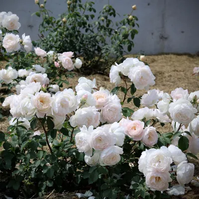 Роза Дездемона: великолепное изображение, достойное восхищения